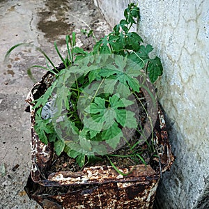 This is the plant of indian bitter melon.