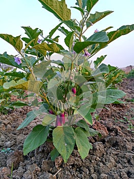 Plant of indian brinjal