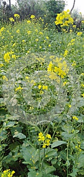 Plant of indian mustard used mostly as spice in food has generally yellow flowers.