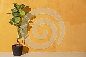 Plant indoors on a yellow wall background. On the wall is a beautiful shadow from the leaves. beautiful leaves of ficus lyrate.