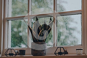 Plant in industrial style cement pot and tea light holders on a windowsill at home, rain on the window glass