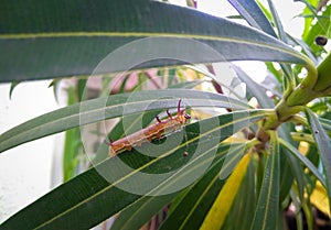 Plant infected, caterpillar insects, bugs, damaged crop, pesticides, herbicides, diseased tree photography, gardening background