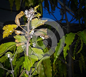 Plant infected with small parasites, bugs, damaged crop, pesticides, herbicides, diseased tree photography, gardening background