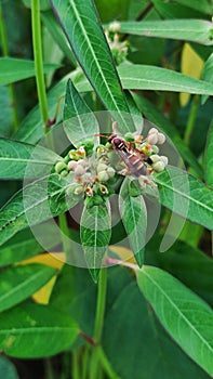 a plant infested with bees green photo