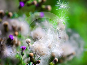 Plant insemination. common thistle - Cirsium vulgare - with flying seed pod. White dried thistles with fluffy weed flowers.