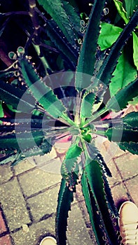Texture similar to succulents photo