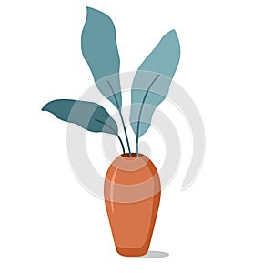 Plant for interior decor of home or office.Indoor plant in a pot.