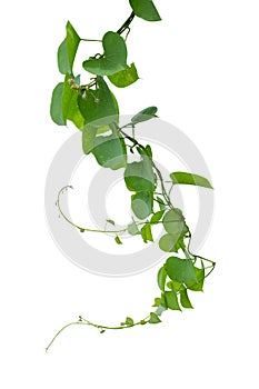 Plant isolated ivy green vine climbing tropical. Clipping path