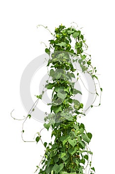 Plant isolated ivy green vine climbing tropical. Clipping path