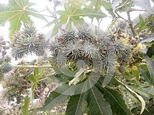 Plant and its fruits in shell