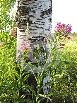 Plant Ivan-tea about a birch trunk