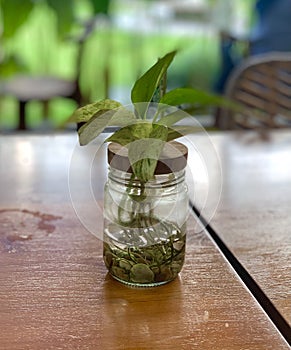 A plant in a jar
