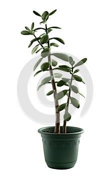Plant in jug