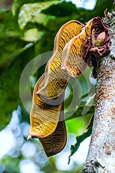 Plant from jungle. Ecuadorian Amazon