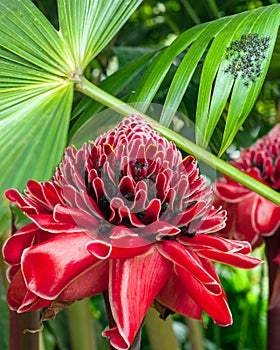 Plant from jungle Torch Ginger