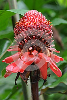 Plant from jungle Torch Ginger, Phaeomeria Magnifica. Amazonia,