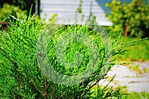 Plant Juniperus horizontalis in garden