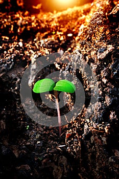 A plant just starting to sprout and the sunset in the background