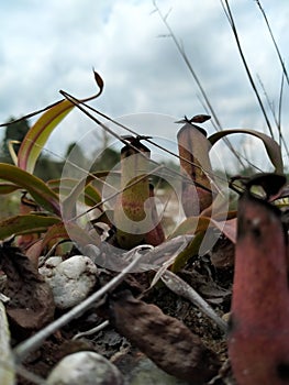 Plant kantong semar made in indonesian, plant that steps found.insectivorus plants