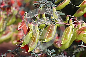 Plant in Kirstenbosch National Botanical Garden