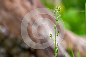 A plant known as Cyanthillium cinereum has mini flowers with various colours