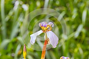 Plant known as false iris