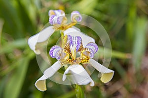 Plant known as false iris