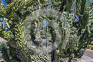 This plant is known as a monstrose cereus located at the Desert Gardens in Arizona. photo