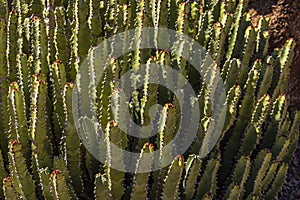 This plant is known as the Morrocan mound and is located at the Carefree Desert Gardens in Arizona. photo