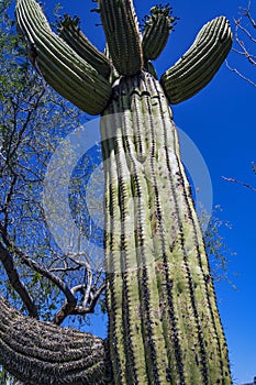 This plant is known as the saguaro cactus and is located at the Carefree Desert Gardens in Arizona.
