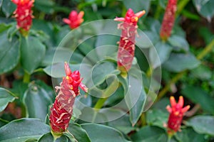 Plant Kostus red latin. Costus igneus close-up in natural light. Floral background. Thailand