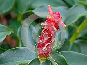 Plant Kostus red latin. Costus igneus close-up in natural light. Thailand