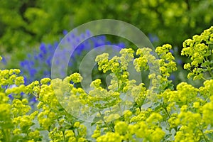 The plant ladys-mantle, Alchemilla mollis