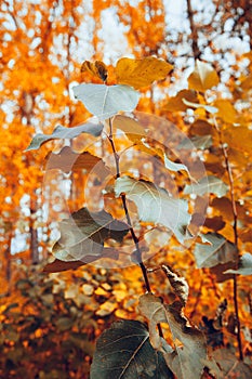 Plant with large broad leaves on the background of autumn trees