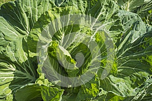 Plant of large leaves of fresh cabbage