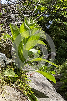 Plant with large leaves Verbascum grows on stones Cyclades, Andros island, Greece