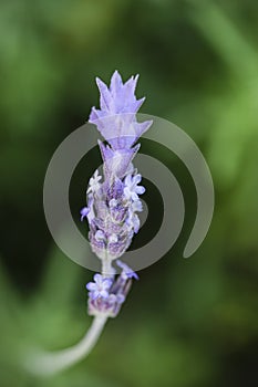 Plant of lavender flower