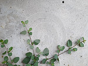 Plant Lay On Cement Floor