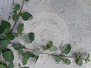 Plant Lay On Cement Floor