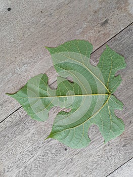 Plant Lay On Wooden Tabletop