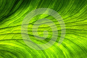 Plant Leaf Background