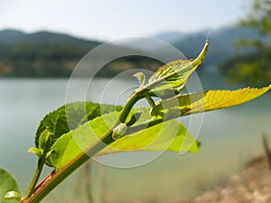 Plant leaf bud with blurred background in spring. photo
