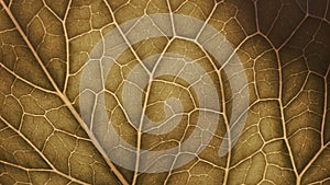 Plant leaf close-up. Mosaic pattern of cells nerves and veins. Abstract background on a vegetable theme. Vegetal brown tinted