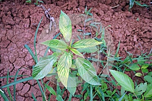 Plant leaf disorder from herbicide