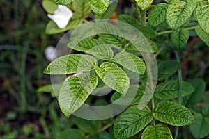 Plant leaf disorder, trace element deficiency on roses