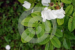 Plant leaf disorder, trace element deficiency on roses