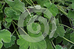 Plant leaf of eucalyptus pelargonium crispum herb