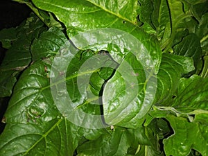 Plant leaf folage