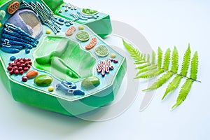 Plant leaf and model of plant cell
