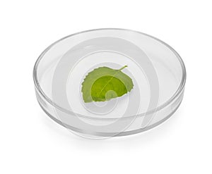 Plant leaf in Petri dish